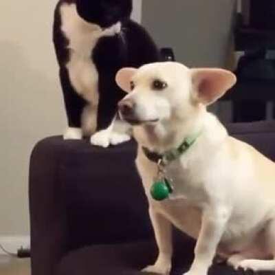 Cats could be something else