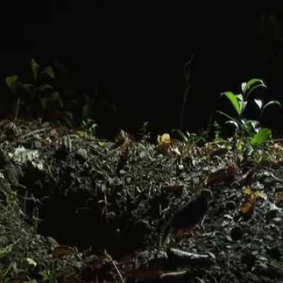 When a maleo chick hatches, it has to dig itself out from the ground, sometimes as deep as 3 feet, and it is already capable of flying. The mother maleo lays her eggs in sandy soil that are incubated via solar and/or geothermal (volcanic) heat, and then s