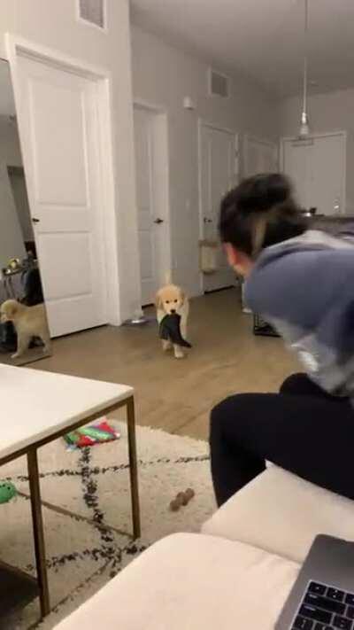 Our little nugget loves stealing shoes...