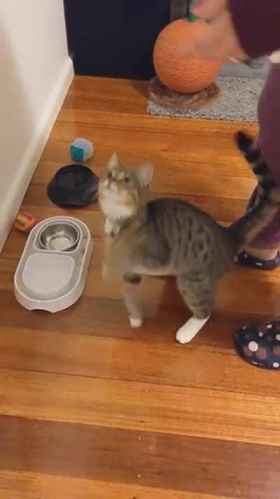 Cat is starving to death!