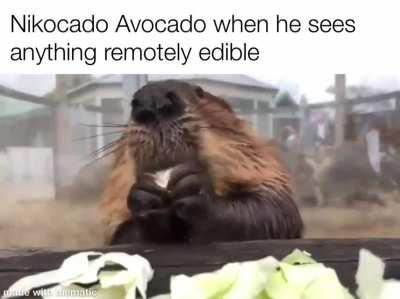 i need sustenance feed me more nuggies