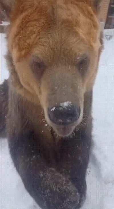 Good bear, just don't eat me...