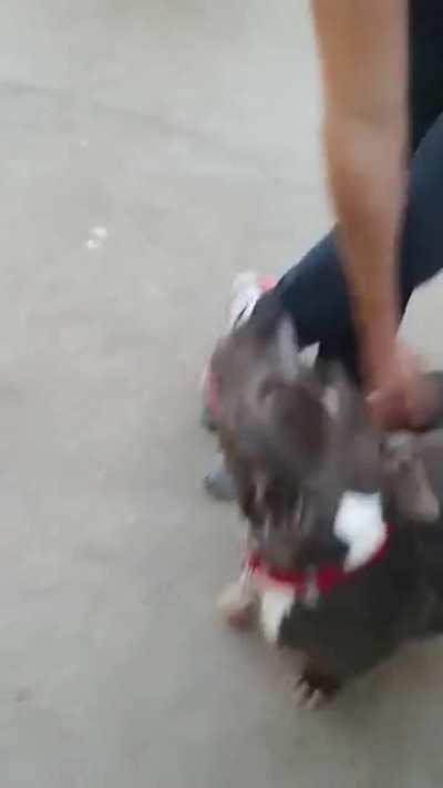 Doggo gets adopted after more than 5 months in the shelter.