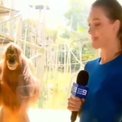 This monkey knows the truth about Rebecca