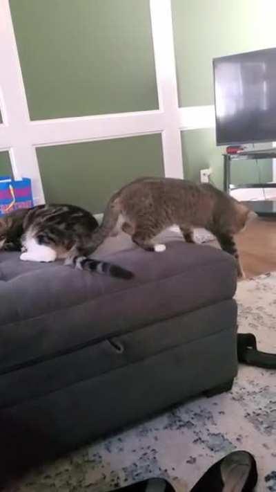 I thought all cats land on their feet?😂 (She is ok)