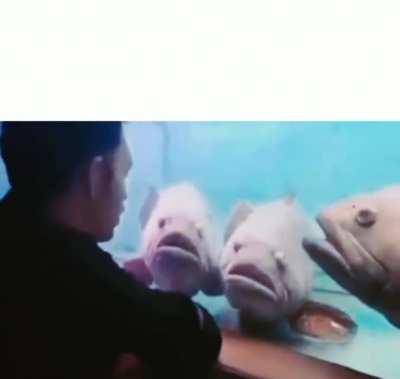 Man talks with fish. meme template