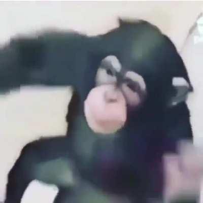 The monkey in my bathroom, please get dat bitch a banana🎶