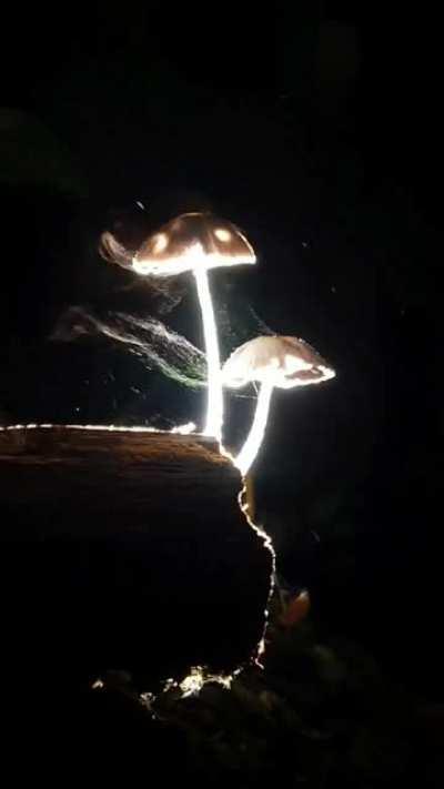 Movement of Mushroom spores dispersing in the wind