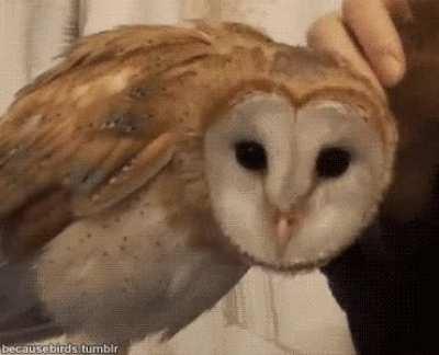 Owl adjusts in order to receive up to 89% more scritches