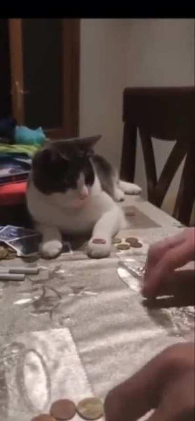 Do this coin trick with me kitty...