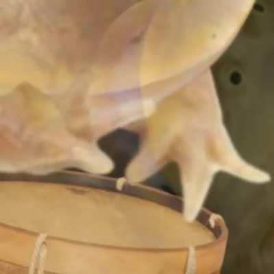 Watch it FAST there's not enough time to explain