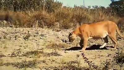 Large tom from the Federal District area in the Brazilian Cerrado.