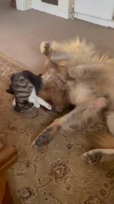 Gentle giant and kitty playing together