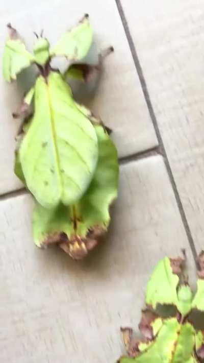 The biggest leaf insect!