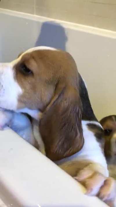 Puppy bath time!