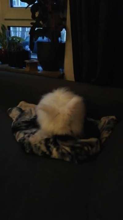 Dino playing with a blanket