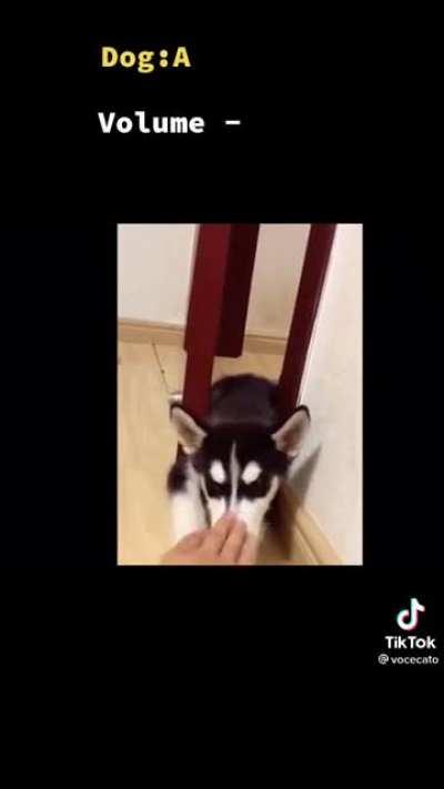 O Cabeçudo e o Lobinho precisam aprender isso