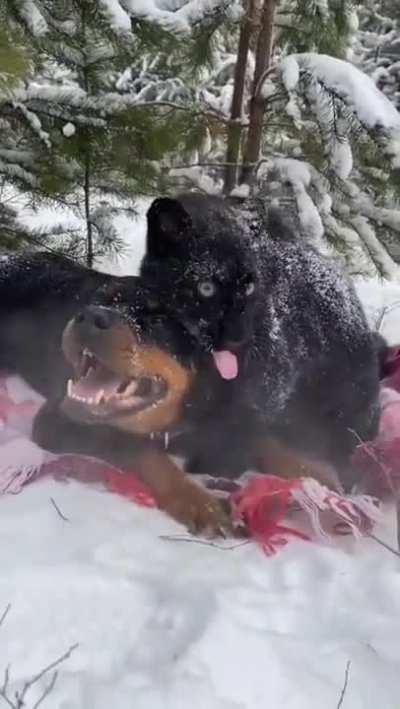 Panther Grows Up With A Human And Rottweiler