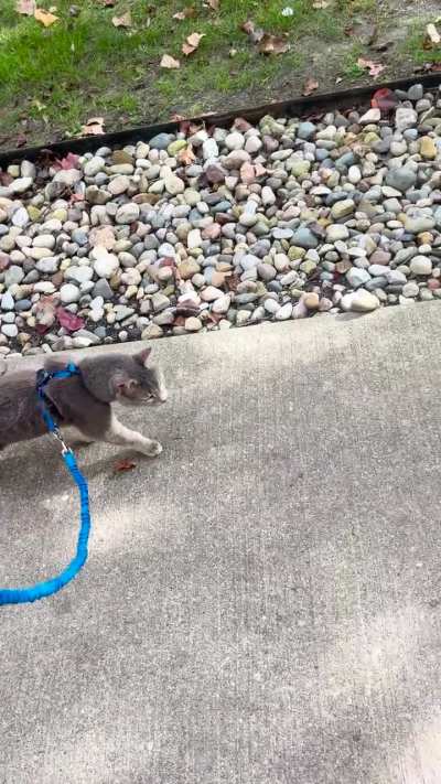 Started taking Peter (21.5) on walks