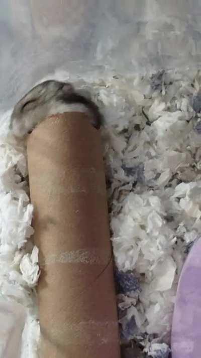 hamsters are weird lol