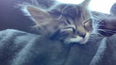 Purring shoulder napping Kitty, 6 w old Elton John sounds like an a old motor purrrr