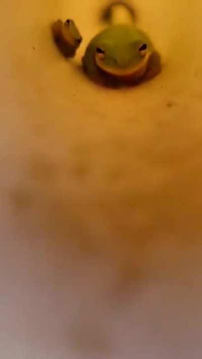 Meet Tiny Frog... And Tinier Frog