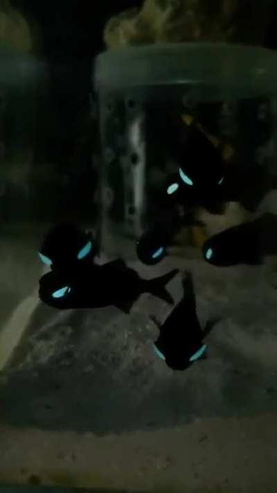 Flashlight fish