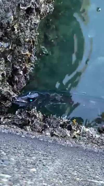 Where did you come from