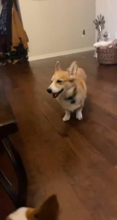 My favorite trick “whisper” 😂😂