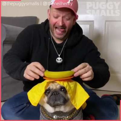 Oddly satisfying to watch this dog do magic tricks...