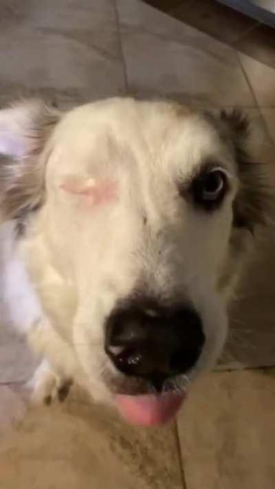 Boops from the pirate dog for good luck.