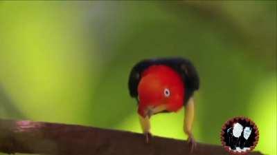 The male red-capped manakin, aka the moonwalking bird, filmed performing some magical-looking courtship behavior (video + sound)