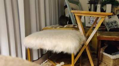 She doesn't know it's her tail