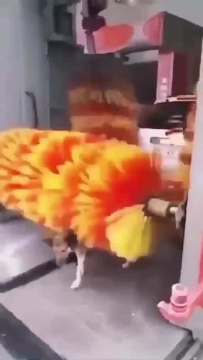 Dog enjoying carwash brushing