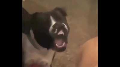 That brotha starvin 😳