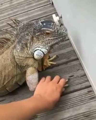 Forget the friend zone, this is the lizard zone