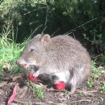 Potoroos are known for having a head mouth and a belly mouth, and both can feed at the same time.