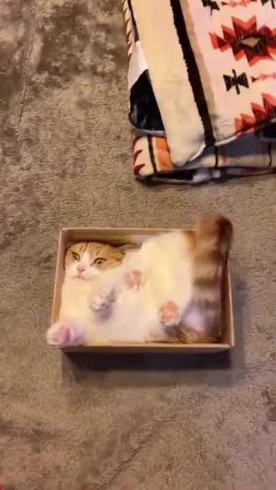 This is how to fit a round cat into a square box 😂