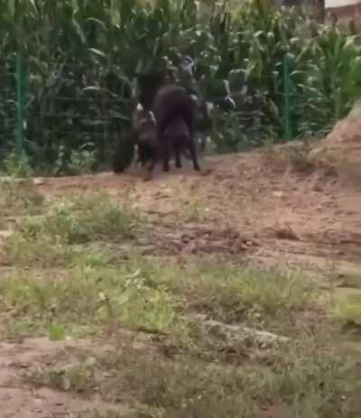 Not sure where this happened, but I assume somewhere in Africa