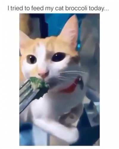 Just cats being cats