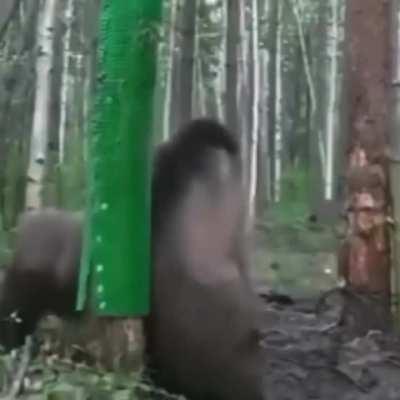 ele sabe rebolar certinho pros crias