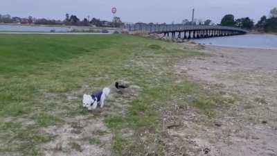 A crow randomly started teasing my dog on a walk. My dog was probably not as amused as the crow was