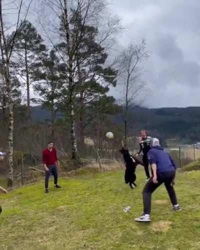 Pup plays Volleyball, What an awesome skill.