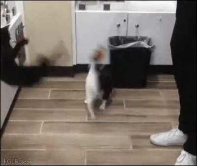 A cat, throwing itself in the trash.