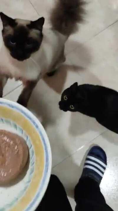 Time to eat for Astra (black) and Cosmo (siamese)