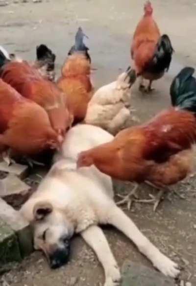 Sweet Massage made by chicken