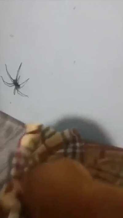 Sleepy braincell slap spider