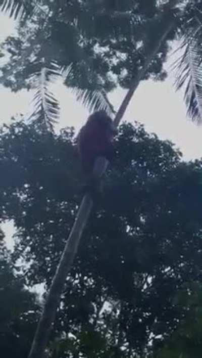 Look at this old guy, how he comes down is more awesome.