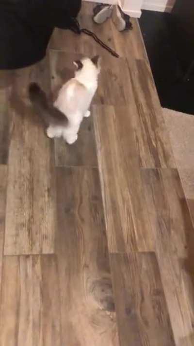 Miss Derpy Derperson Herself