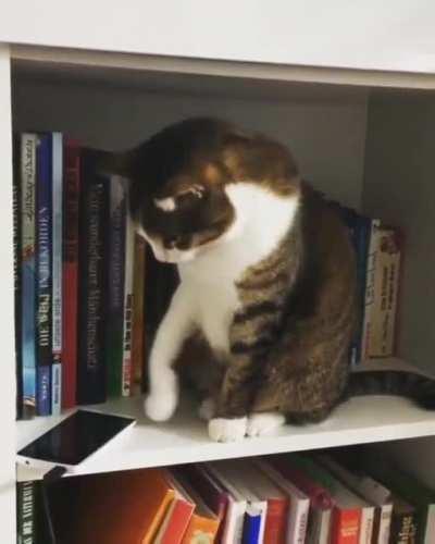 Oops, my paw slipped.